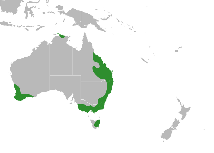 File:Hovea Distribution Map.svg