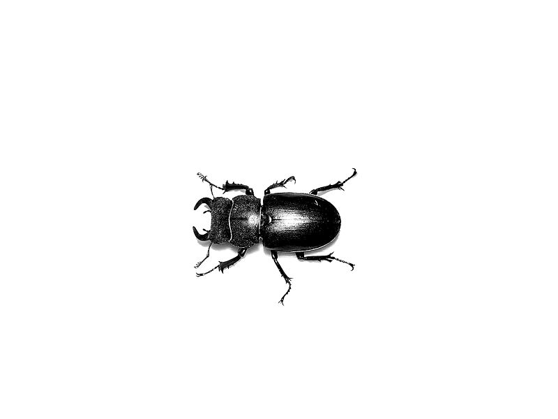 File:Lucanus.JPG