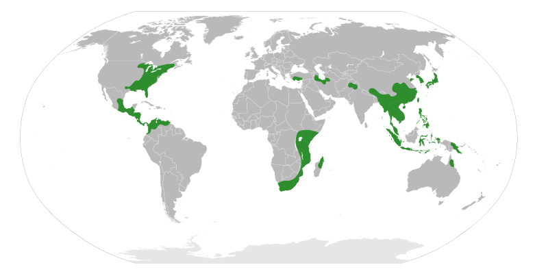 File:Hamamelidaceae Distribution.svg