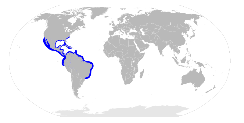 File:Sphyrna tiburo distribution map.svg