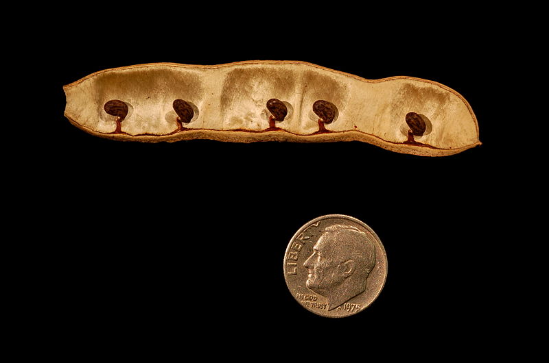 File:Robinia pseudoacacia open pod with seeds.JPG