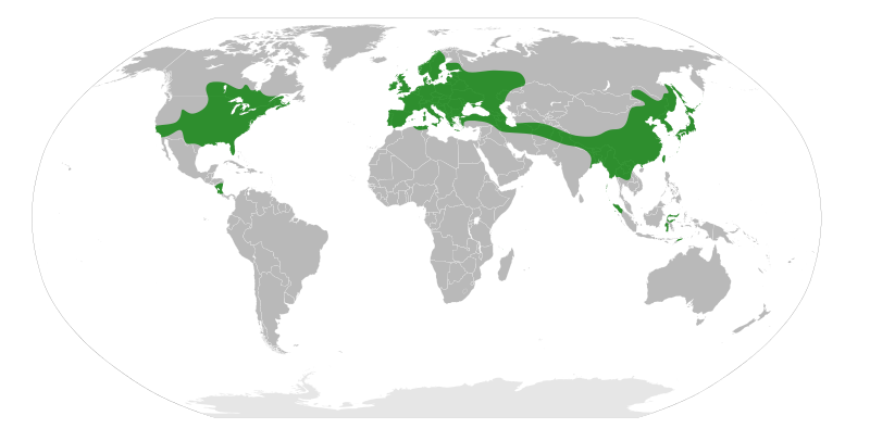 File:Ulmaceae Distribution.svg