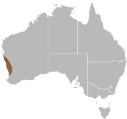 File:Delma concinna distribution.svg