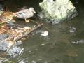 File:Passer domesticus bathing in water, Anas platyrhynchos in background.ogg