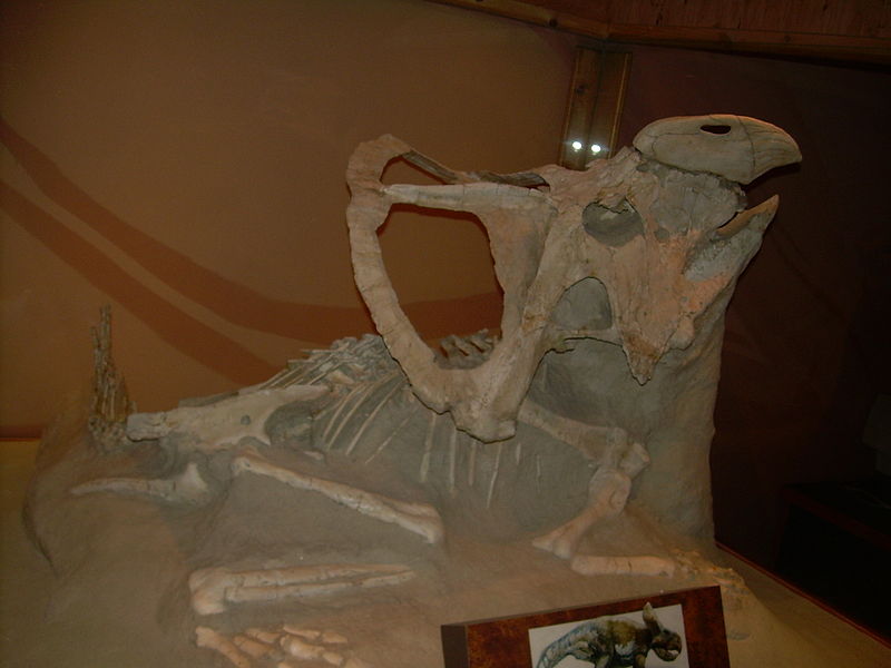 File:Protoceratops skeleton.JPG