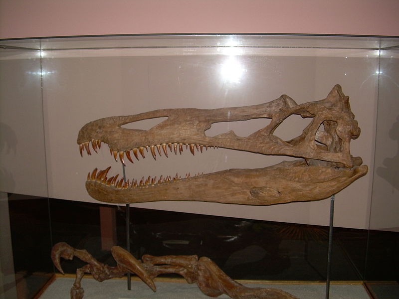 File:Suchomimus tenerensis skull and claw.JPG