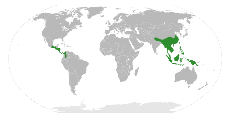 File:Engelhardioideae Distribution.svg