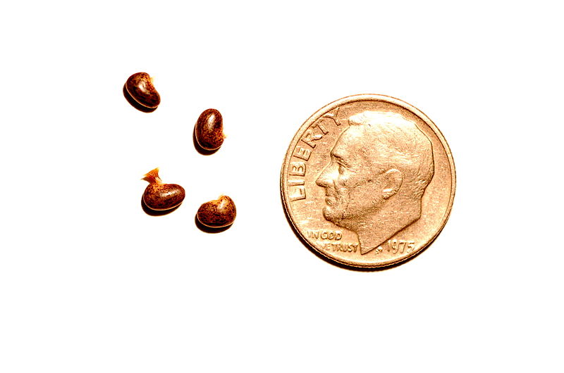 File:Robinia hispida var. fertilis seeds.JPG