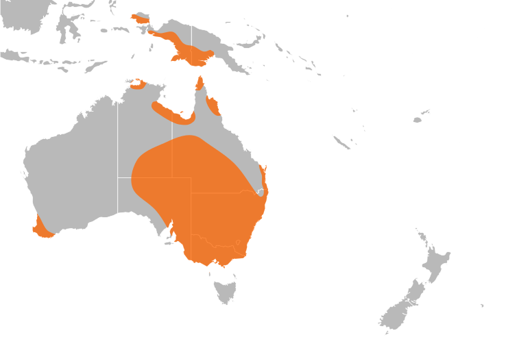 File:Cherax distribution.svg