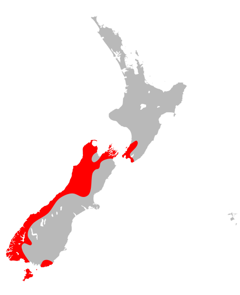 File:Mystacina tuberculata tuberculata distribution.svg