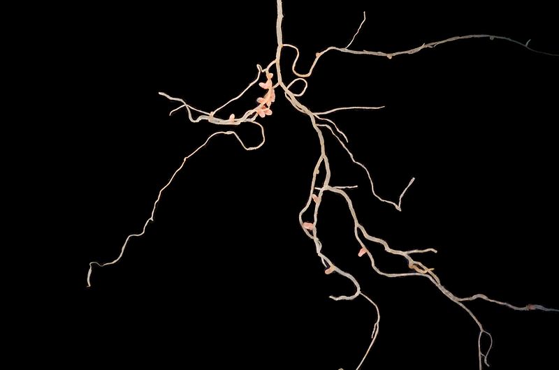 File:Medicago truncatula A20 root system.JPG