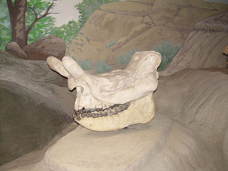 File:Brontotherium skull.JPG