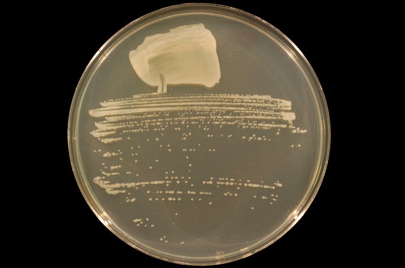 File:Sinorhizobium strain NGR234 on TY agar.JPG