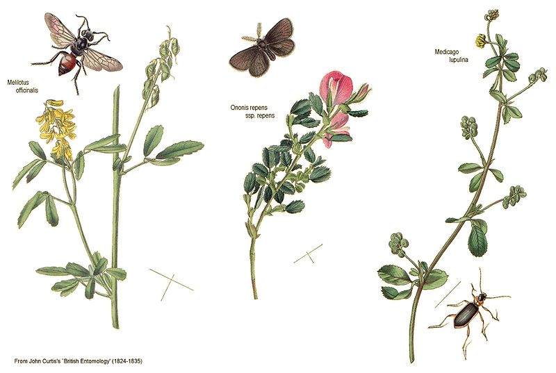 File:Leguminosae2-British Entomology v2.jpg