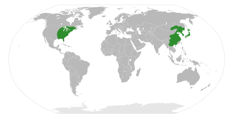 File:Penthoraceae Distribution.svg