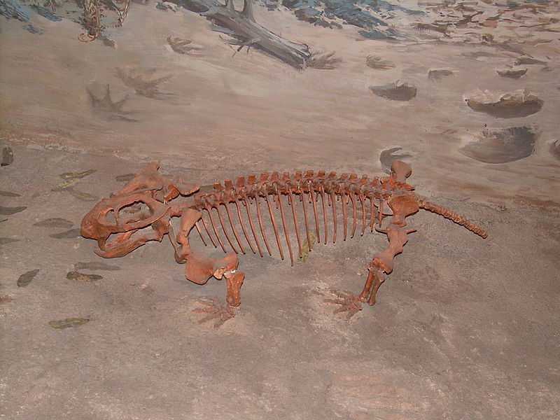 File:Dicynodont skeleton.JPG