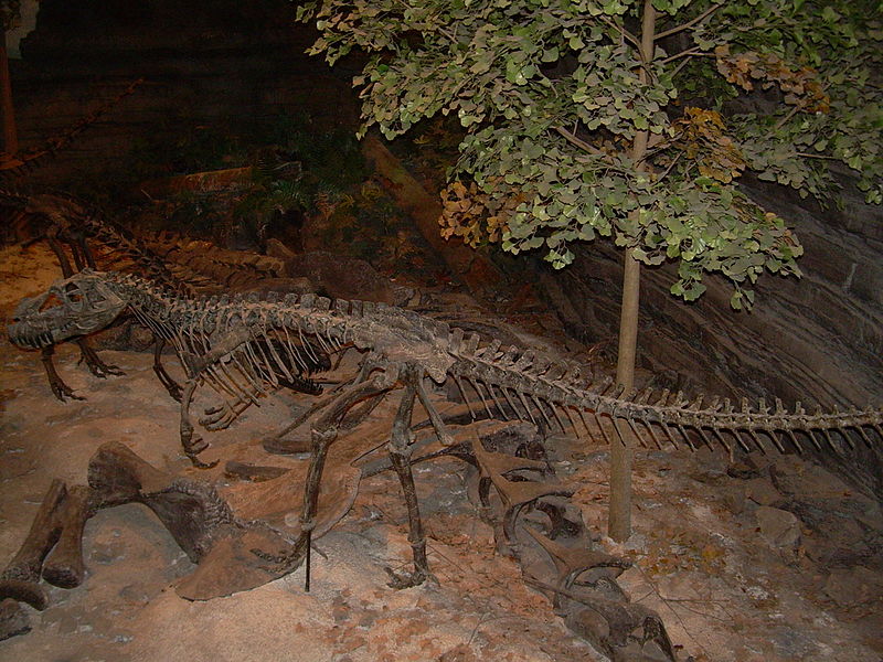 File:Ceratosaurus skeleton.JPG
