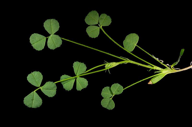 File:Medicago praecox shoot.JPG