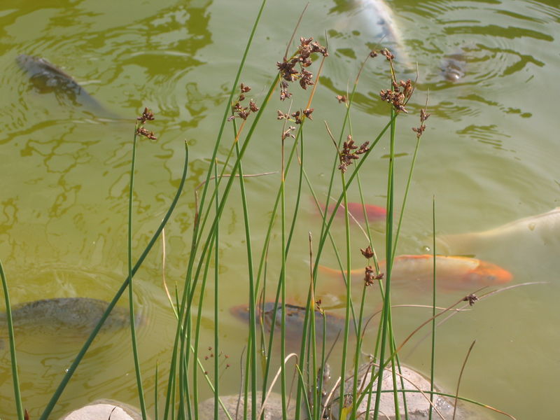 File:2002-08 Koi in pond.jpg