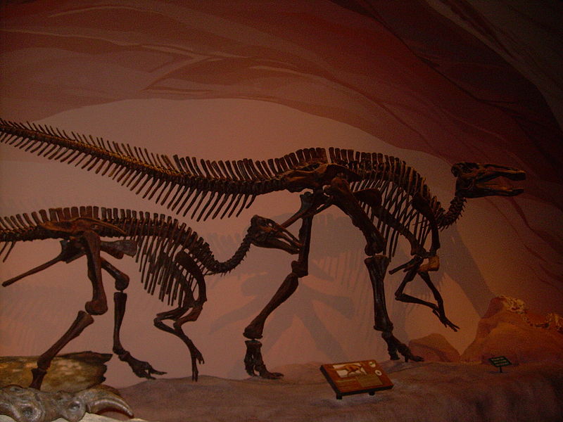File:Edmontosaurus skeletons.JPG