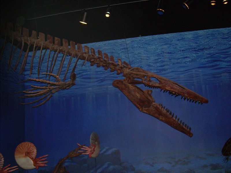 File:Tylosaurus proriger skeleton.JPG