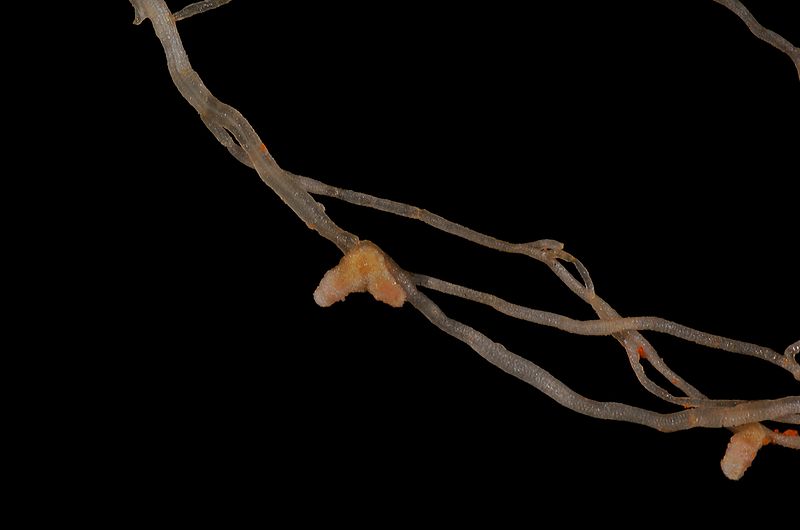 File:Bilobed root nodule on Medicago truncatula A17.JPG
