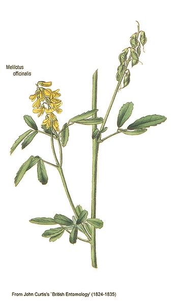 File:Melilotus officinalis-British Entomology.jpg