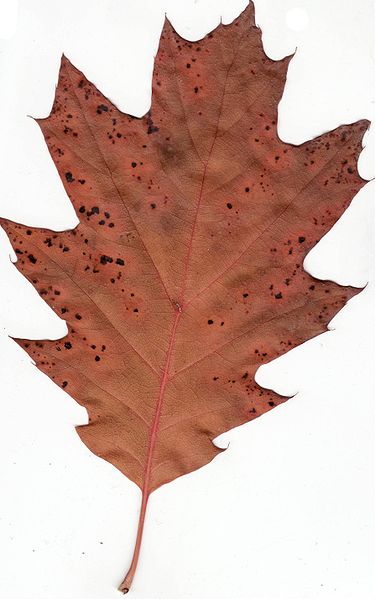 File:Autumn Red Oak Leaf.jpg
