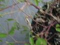 File:Mimosa pudica rapid movement 1 (full).ogv