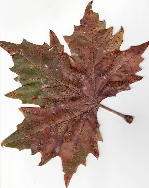 File:Autumn American Sycamore Leaf.jpg