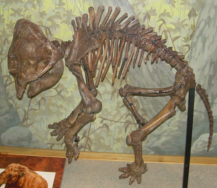 File:Mammuthus primigenius infant skeleton.JPG