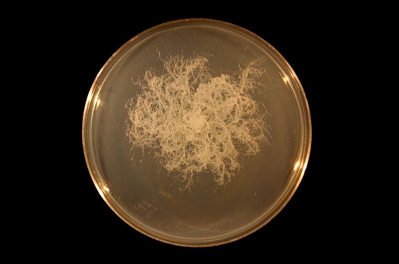 File:Bacillus mycoides on TY agar.JPG
