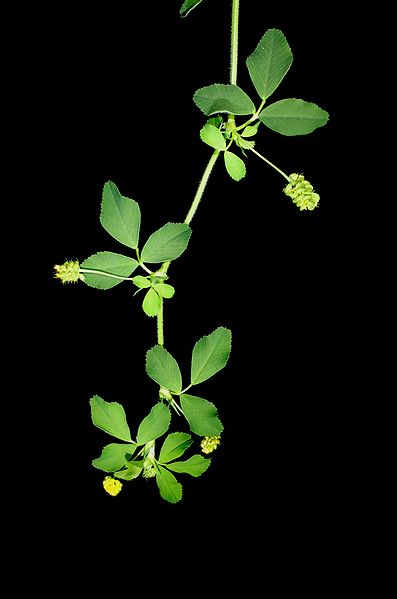 File:Medicago lupulina branch.JPG