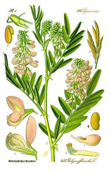 File:Illustration Galega officinalis1.jpg