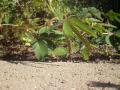 File:Mimosa pudica rapid movement 2 (full).ogv