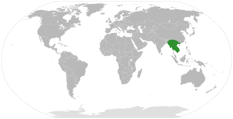 File:Steudnera distribution.svg