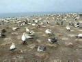 File:Australasian Gannets (Morus serrator), Cape Kidnappers colony.ogg