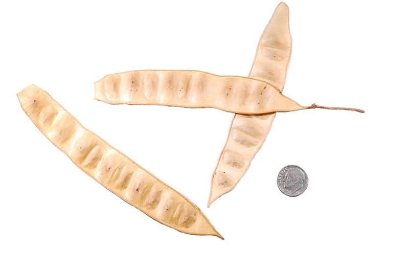 File:Albizia julibrissin seed pods.JPG
