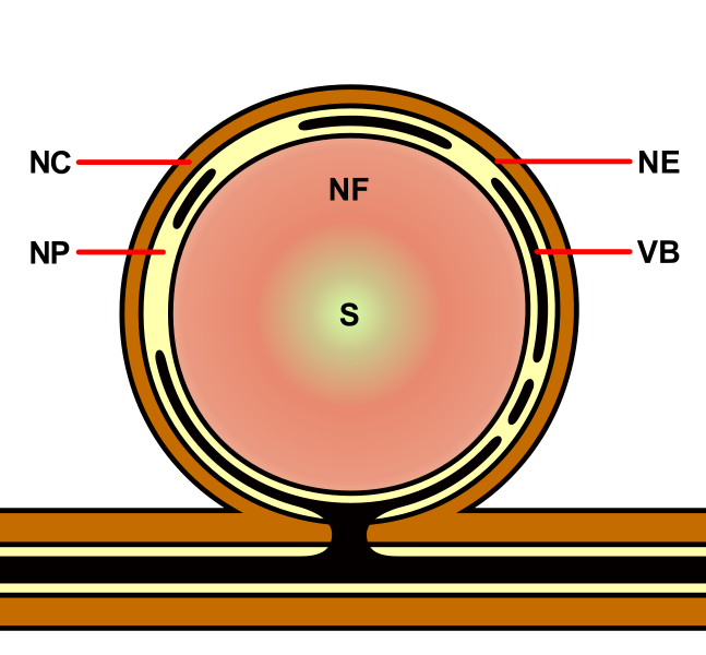 File:Determinate Nodule Zones Diagram.svg