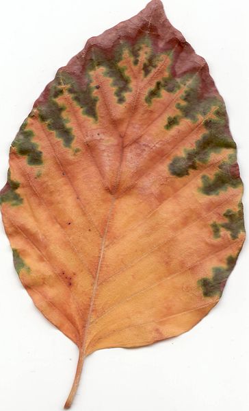 File:Autumn European Beech Leaf.jpg