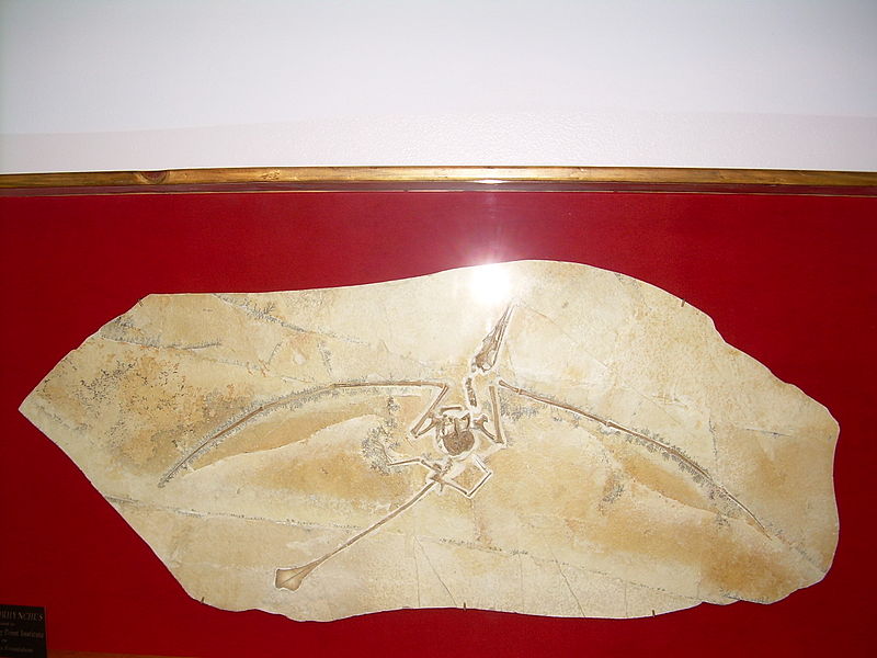 File:Rhamphorhynchus fossil.JPG