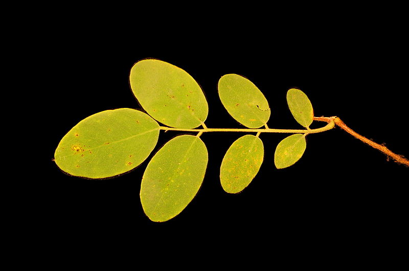 File:Robinia hispida var. fertilis leaf.JPG