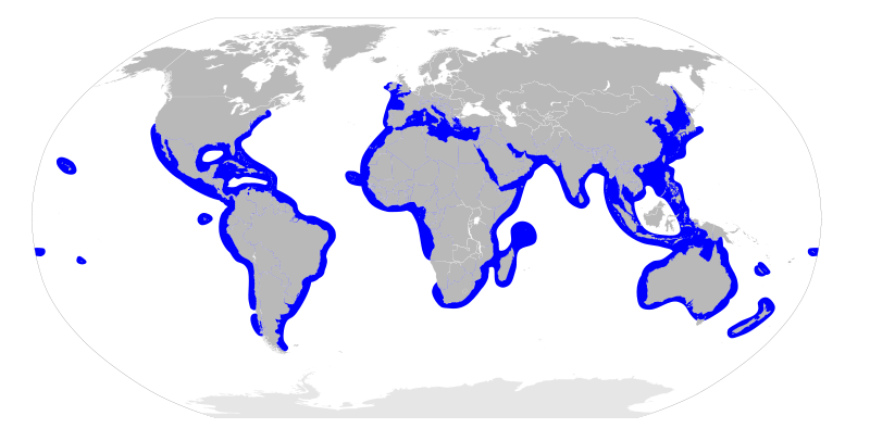 File:Sphyrna distribution map.svg