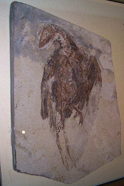 File:Confuciusornis sanctus skeleton.JPG