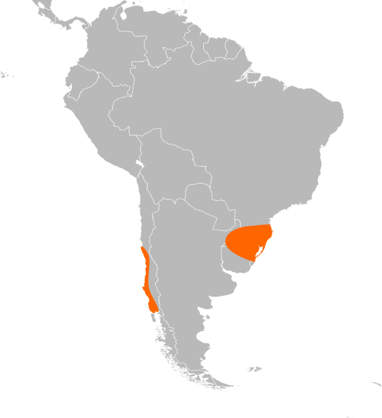 File:Parastacus distribution.svg
