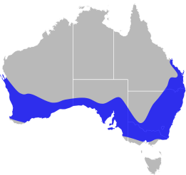 File:Pygopus lepidopodus distribution.svg