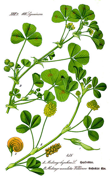 File:Illustration Medicago arabica1.jpg
