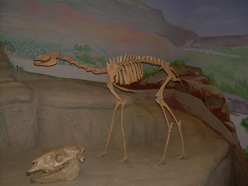 File:Stenomylus skeleton.JPG