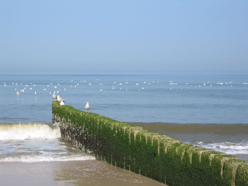 File:2002-07 Sylt - Groyne.jpg