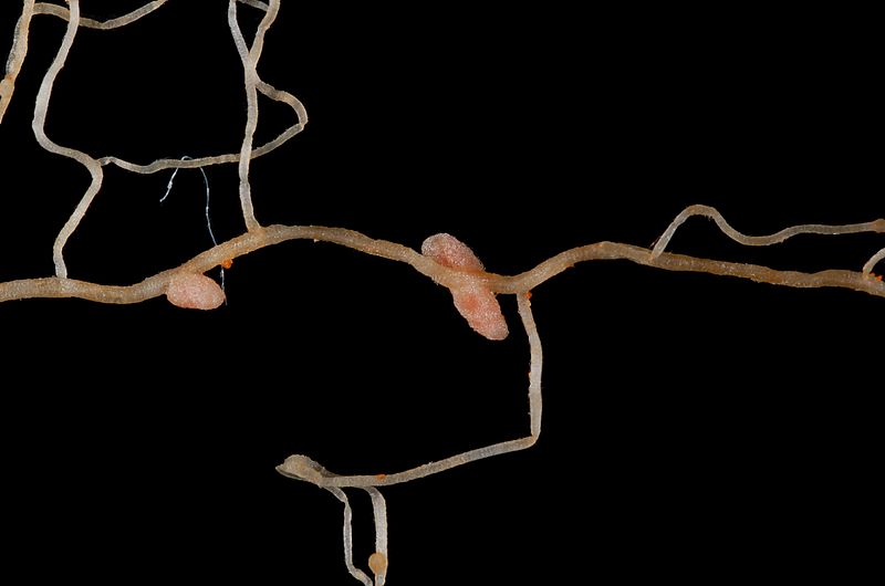 File:Medicago praecox root nodules.JPG